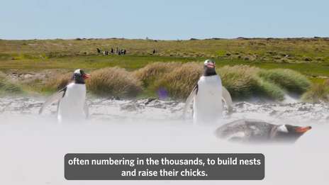 Protecting the Penguins | Royal Navy